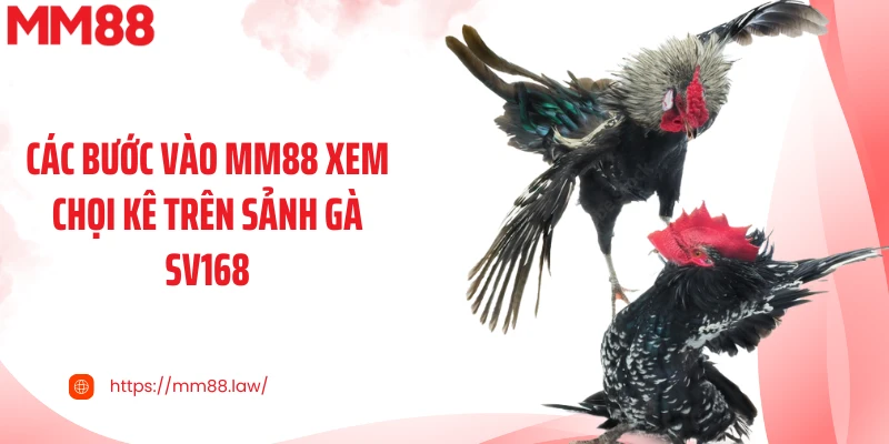 Các bước vào MM88 xem chọi kê trên sảnh gà SV168