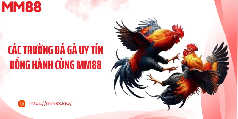 Các trường đá gà uy tín đồng hành cùng MM88