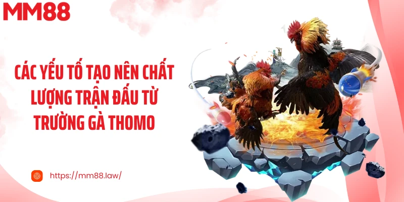 Các yếu tố tạo nên chất lượng trận đấu từ trường gà Thomo