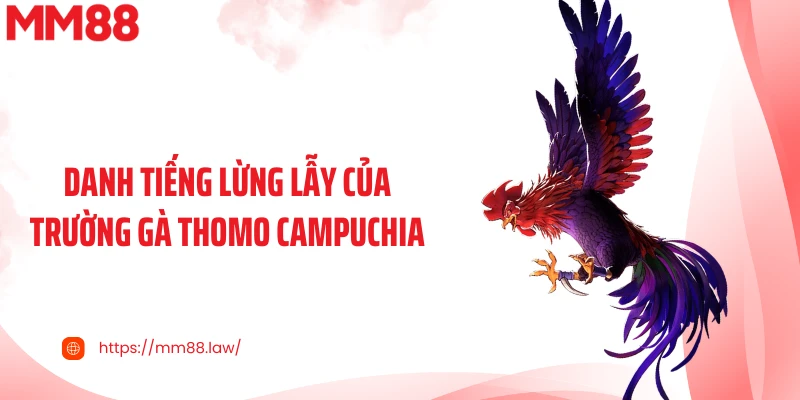 Danh tiếng lừng lẫy của trường gà Thomo Campuchia