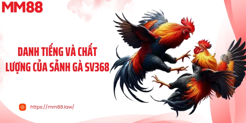 Danh tiếng và chất lượng của sảnh gà SV368