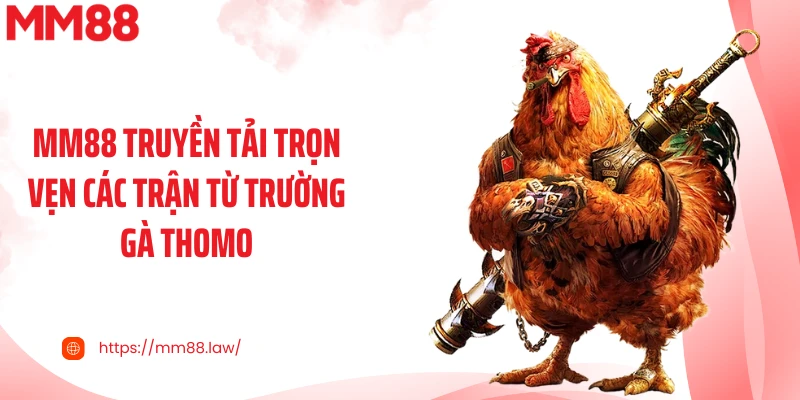 MM88 truyền tải trọn vẹn các trận từ trường gà Thomo