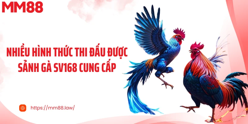 Nhiều hình thức thi đấu được sảnh gà SV168 cung cấp