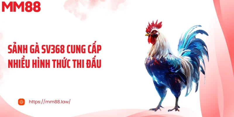 Sảnh gà SV368 cung cấp nhiều hình thức thi đấu