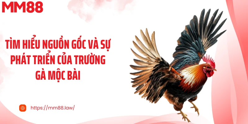 Tìm hiểu nguồn gốc và sự phát triển của trường gà Mộc Bài