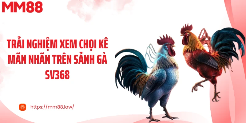 Trải nghiệm xem chọi kê mãn nhãn trên sảnh gà SV368