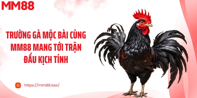 Trường gà Mộc Bài cùng MM88 mang tới trận đấu kịch tính