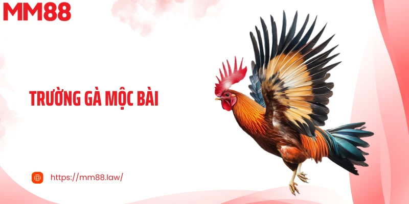 Trường Gà Mộc Bài