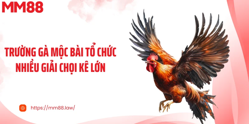 Trường gà Mộc Bài tổ chức nhiều giải chọi kê lớn