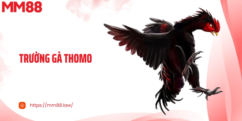 Trường Gà Thomo